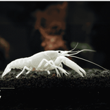 Lobster White Crayfish (6-7 Cms) | Single