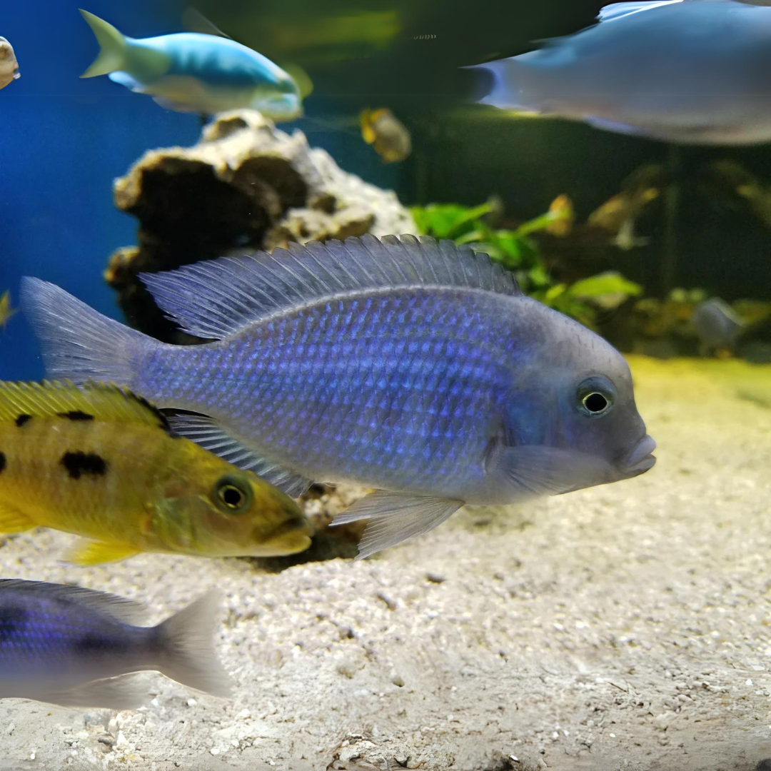 Live Fish Malawi Haps Cichlid Blue Dolphin (Size 3"to 3.5") | Single