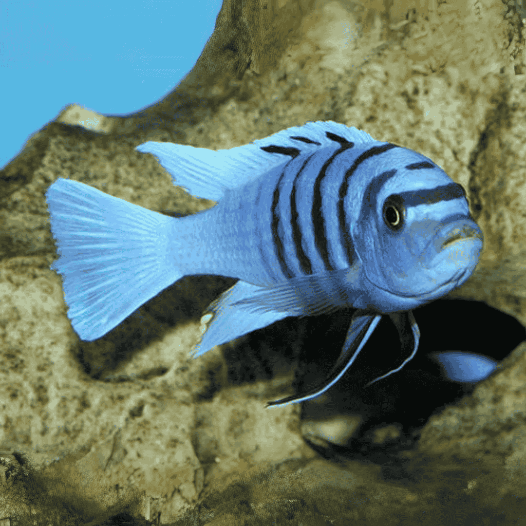 Malawi Mbuna Cichlid Dogtooth (Size 2"to 2.5") | Single