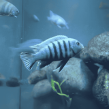 Malawi Mbuna Cichlid Dogtooth (Size 2"to 2.5") | Single