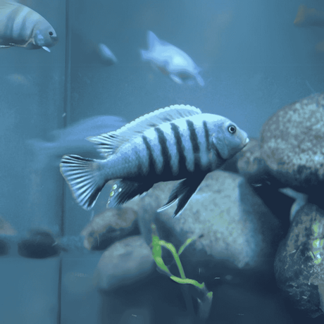 Malawi Mbuna Cichlid Dogtooth (Size 2"to 2.5") | Single
