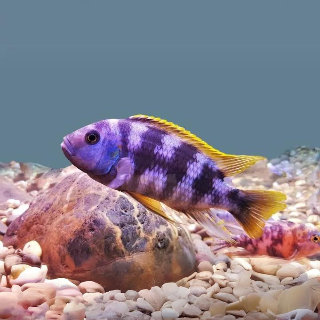 Live Fish Malawi Mbuna Cichlid Lavender (Size 2 Inches) | Single