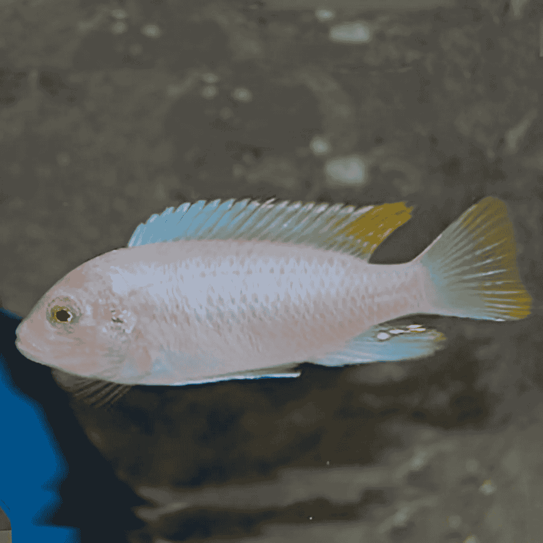 Malawi Mbuna Cichlid Red Top Ice Blue Zebra (Size 2 Inches) | Single