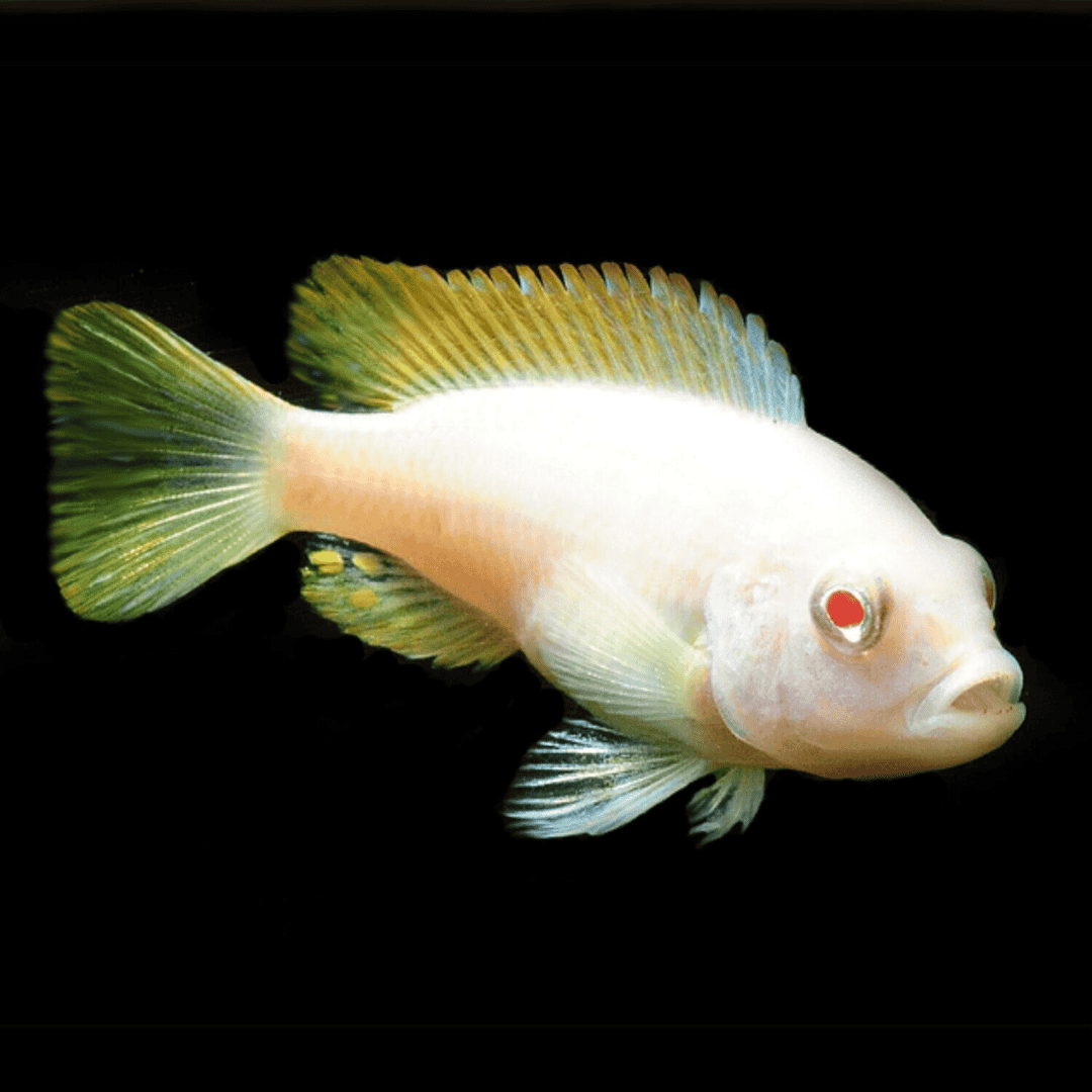 Malawi Mbuna Cichlid Red Top Ice Blue Zebra (Size 2 Inches) | Single