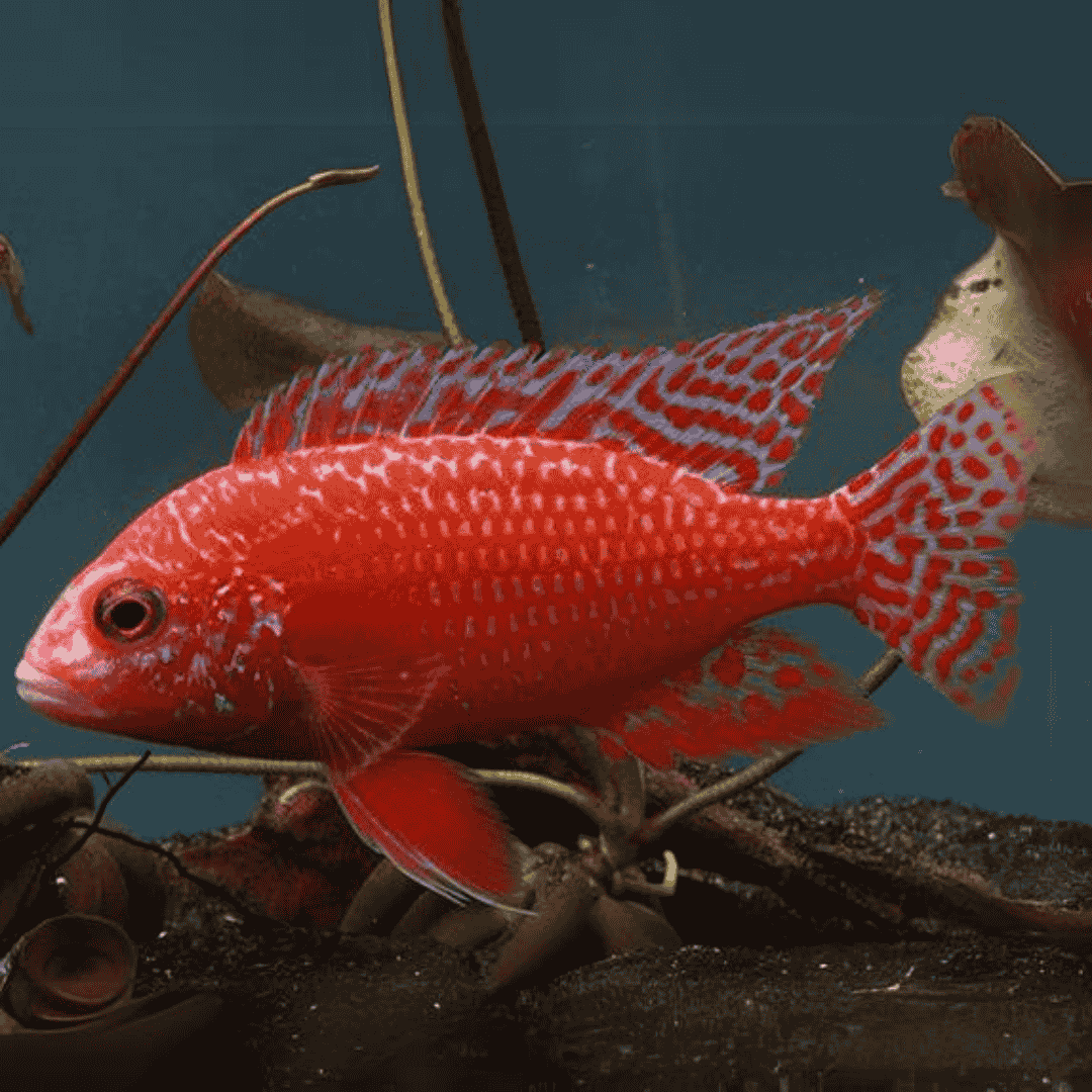 Live Fish Malawi Peacock Cichlid Dragon Blood (Size 2 Inches) | Single