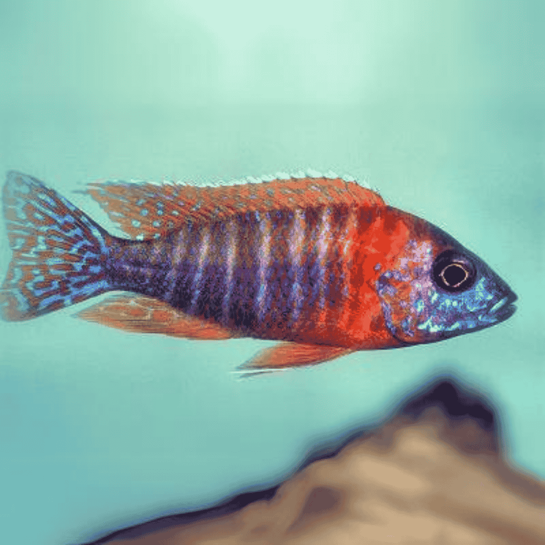 Live Fish Malawi Peacock Cichlid German Red (Size 2 Inches) | Single