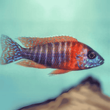 Live Fish Malawi Peacock Cichlid German Red (Size 2 Inches) | Single