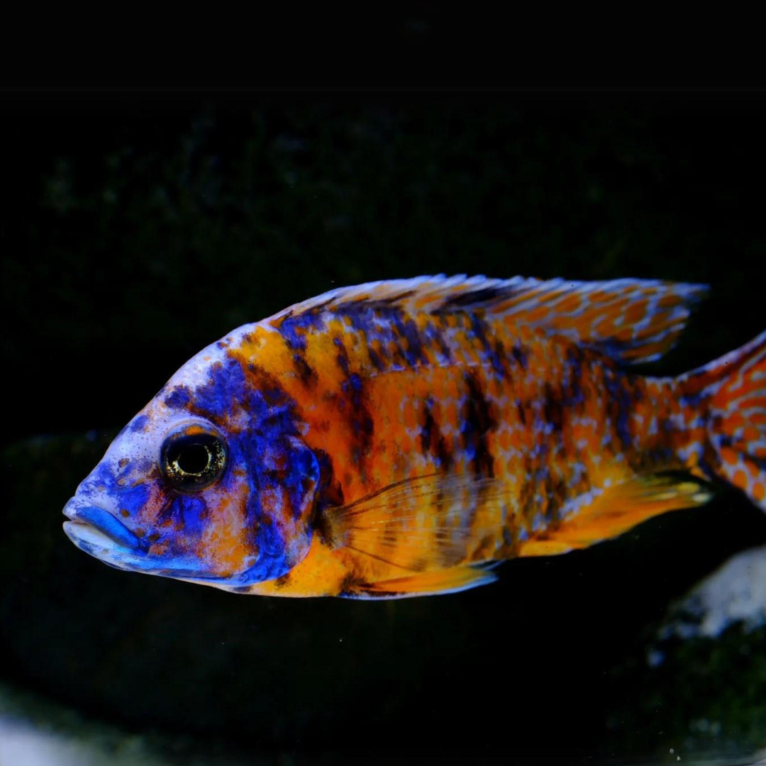 Live Fish Malawi Peacock Cichlid OB Peacock (Size 2 Inches) | Single
