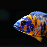 Live Fish Malawi Peacock Cichlid OB Peacock (Size 2 Inches) | Single