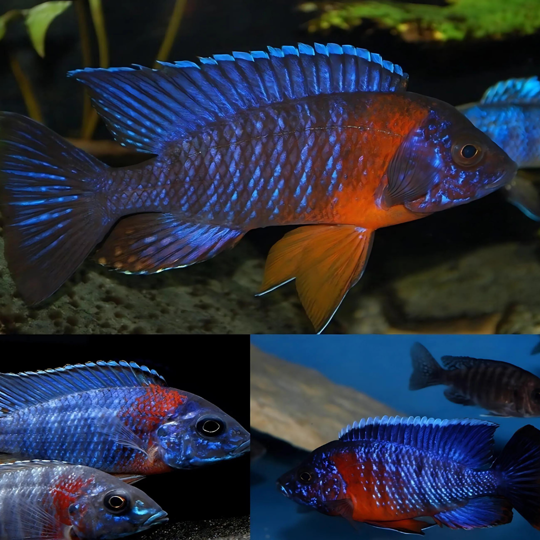 Live Fish Malawi Peacock Cichlid Red Shoulder (Size 2 Inches) | Single