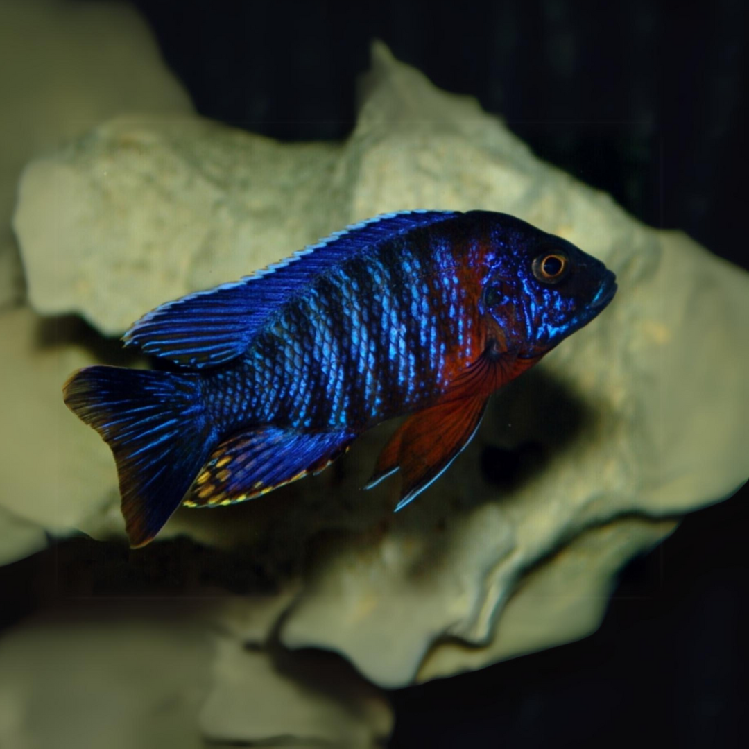 Live Red Peacock African Cichlid - 2.5-3 Inch Unsexed - Freshwater Tropical Fish