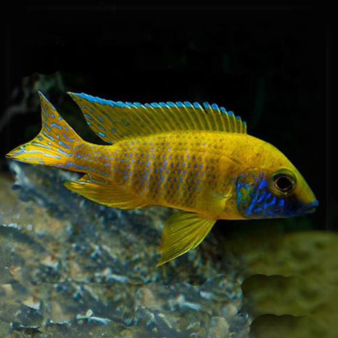 Live Fish Malawi Peacock Cichlid Yellow (Size 2 Inches) | Single