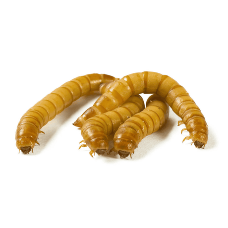 Meal Worms Live