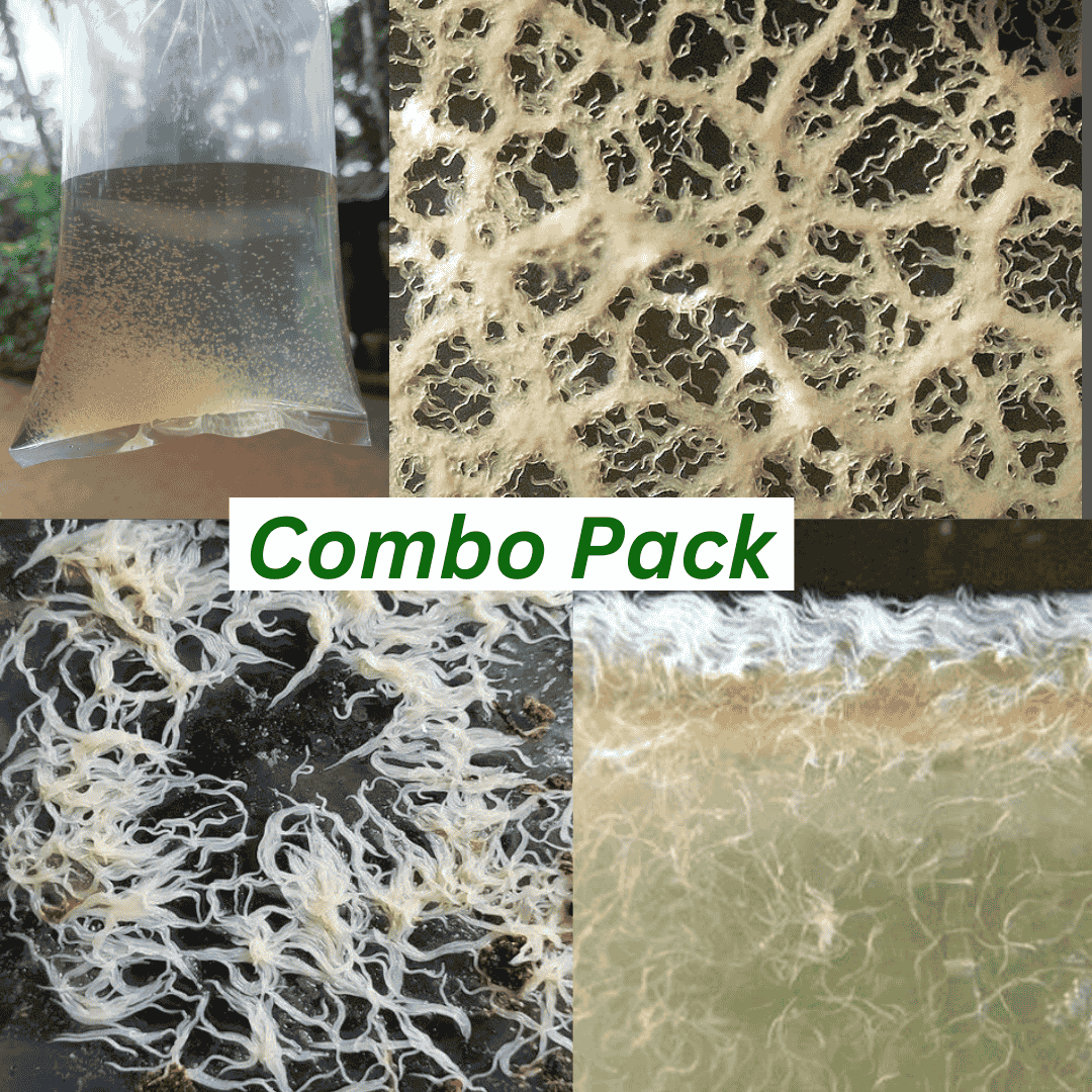 Moina | Micro Worms | Vinegar Eel | Grindal Worms - Starter Culture | Live (Combo Pack)