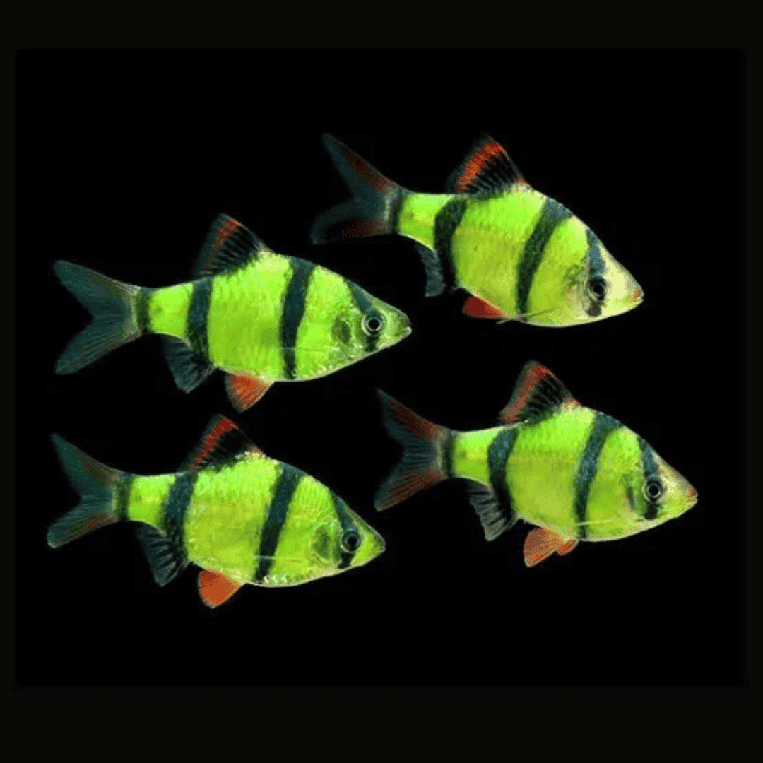 Green Tiger Barb pack of 6 – Goodjoseph LIVE Fish Store, image size:1080x1080