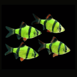 Live Fish Neon Green Tiger Barb | Single