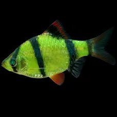 Live Fish Neon Green Tiger Barb | Single