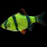 Live Fish Neon Green Tiger Barb | Single