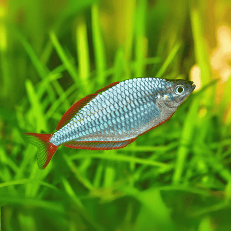 Live Fish Rainbow Neon Blue (2-3 cms) | Single