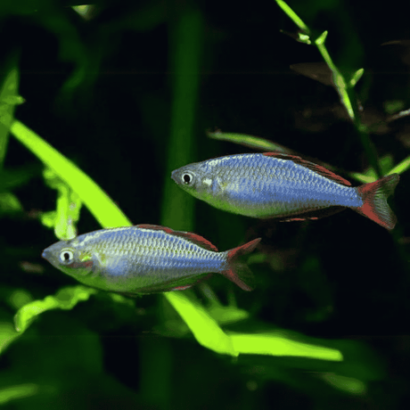 Live Fish Rainbow Neon Blue (2-3 cms) | Single