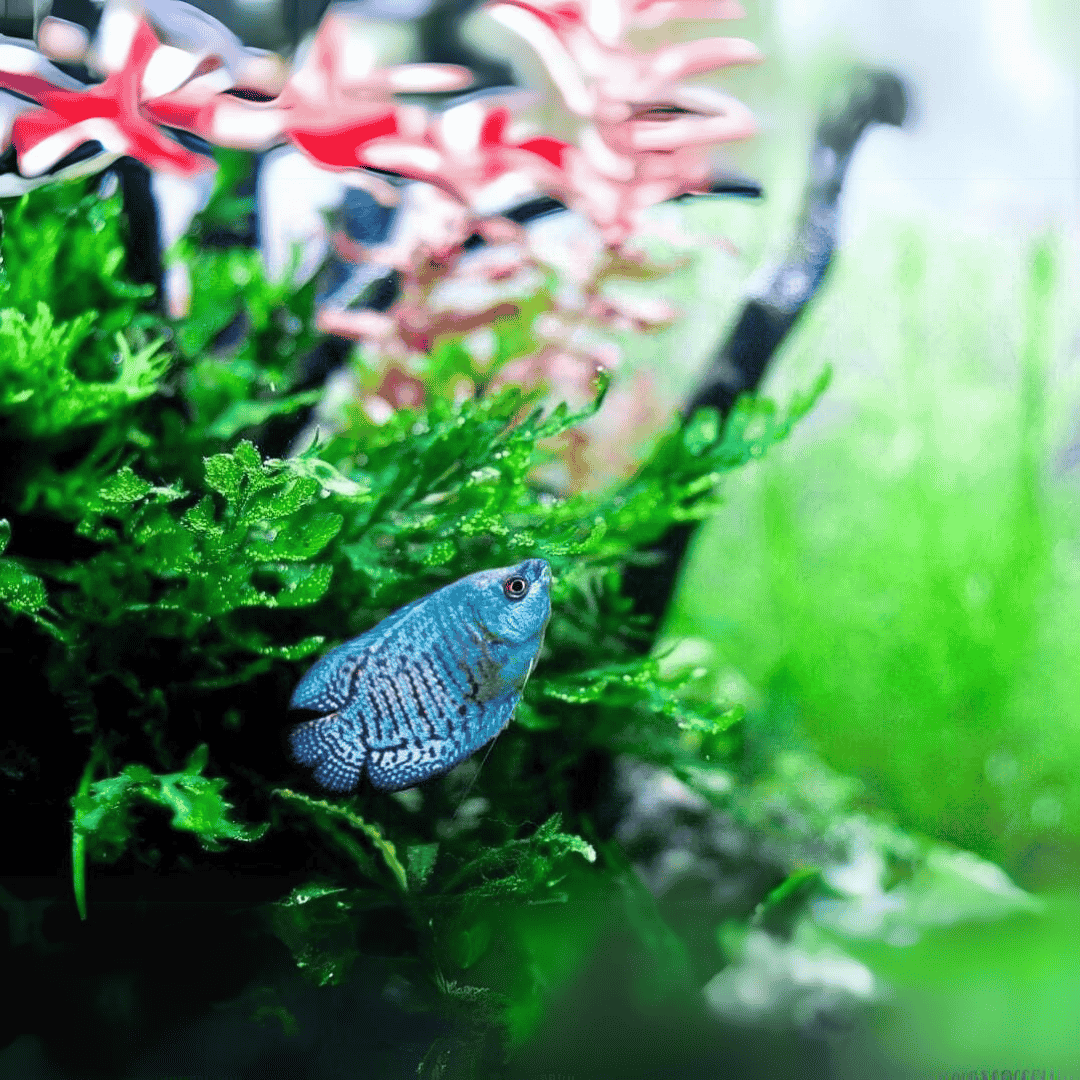 Neon Royal Blue Dwarf Gourami (4-5 cms) | Single – cloningaquapets, image size:1080x1080