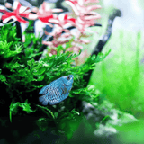 Neon Royal Blue Dwarf Gourami (4-5 cms) | Single