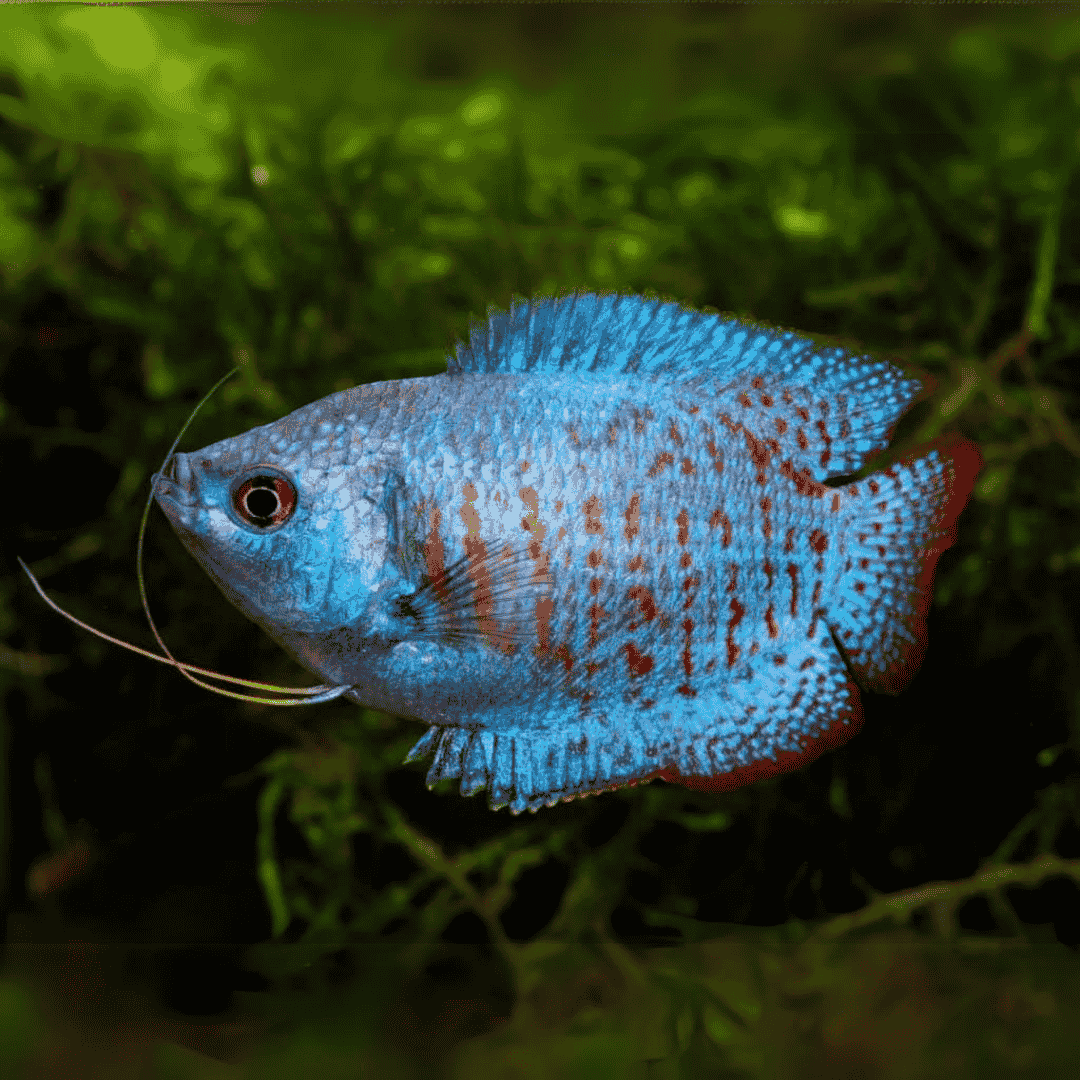 Neon Royal Blue Dwarf Gourami (4-5 cms) | Single – cloningaquapets, image size:1080x1080