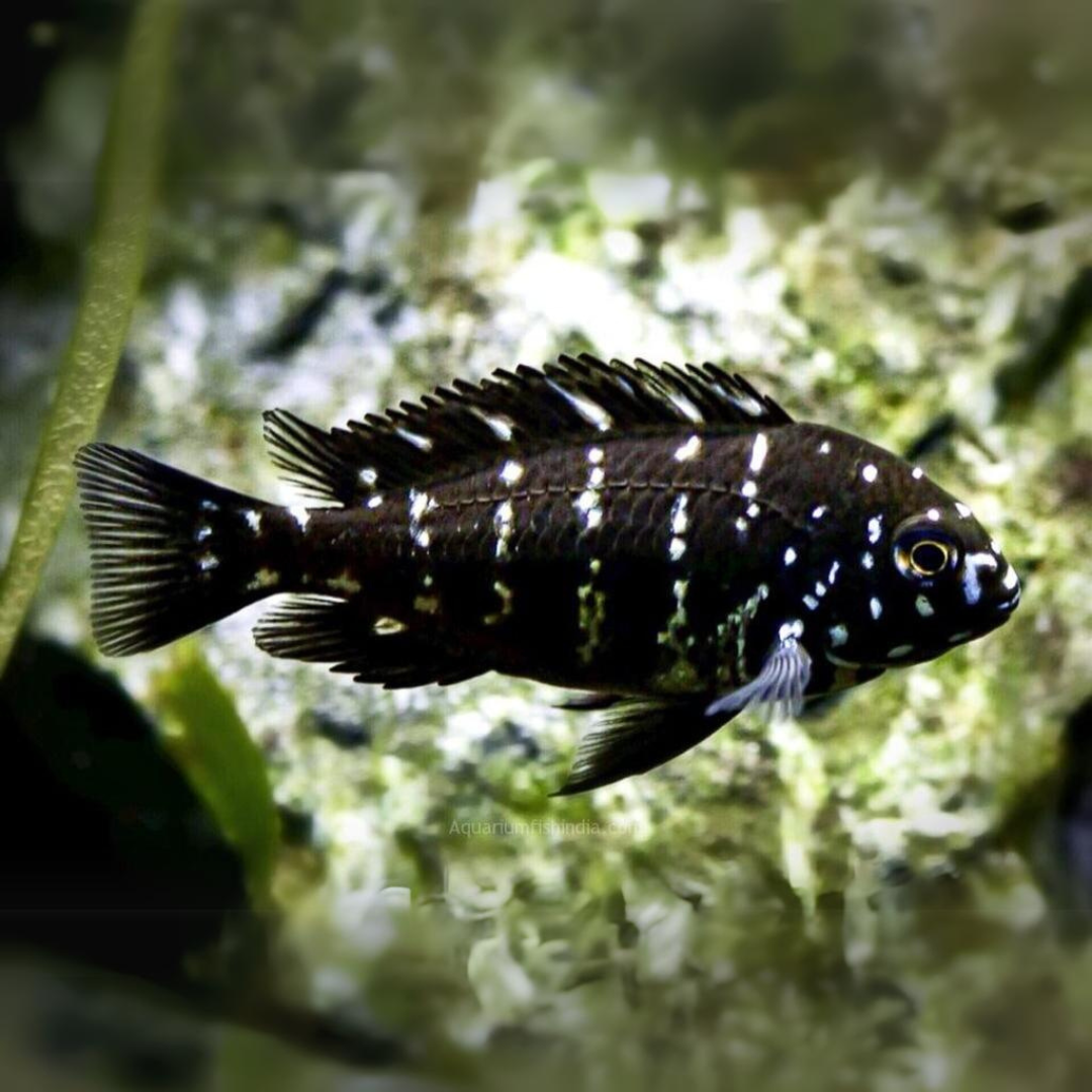 Live Fish Northern Africa Lake White Spotted Duboisi Cichlid (1.5-2 Inches) | Single