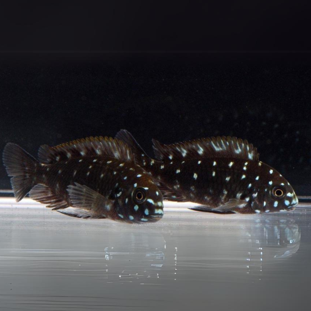 Live Fish Northern Africa Lake White Spotted Duboisi Cichlid (1.5-2 Inches) | Single