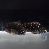 Live Fish Northern Africa Lake White Spotted Duboisi Cichlid (1.5-2 Inches) | Single