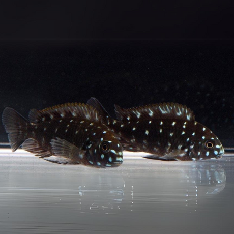 Live Fish Northern Africa Lake White Spotted Duboisi Cichlid (1.5-2 Inches) | Single