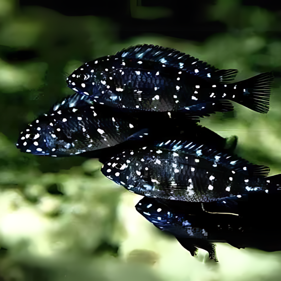 Live Fish Northern Africa Lake White Spotted Duboisi Cichlid (1.5-2 Inches) | Single