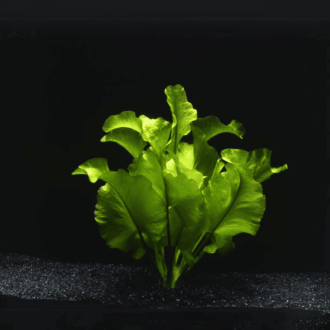 Nuphar Japonica | Pot Live Plant