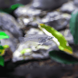Live Fish Oryzias Dancena (Indian Lamp Eye) | Single