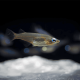 Live Fish Oryzias Dancena (Indian Lamp Eye) | Single