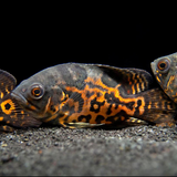 Live Fish Oscar Black Tiger (2-2.5 Inches) | Single