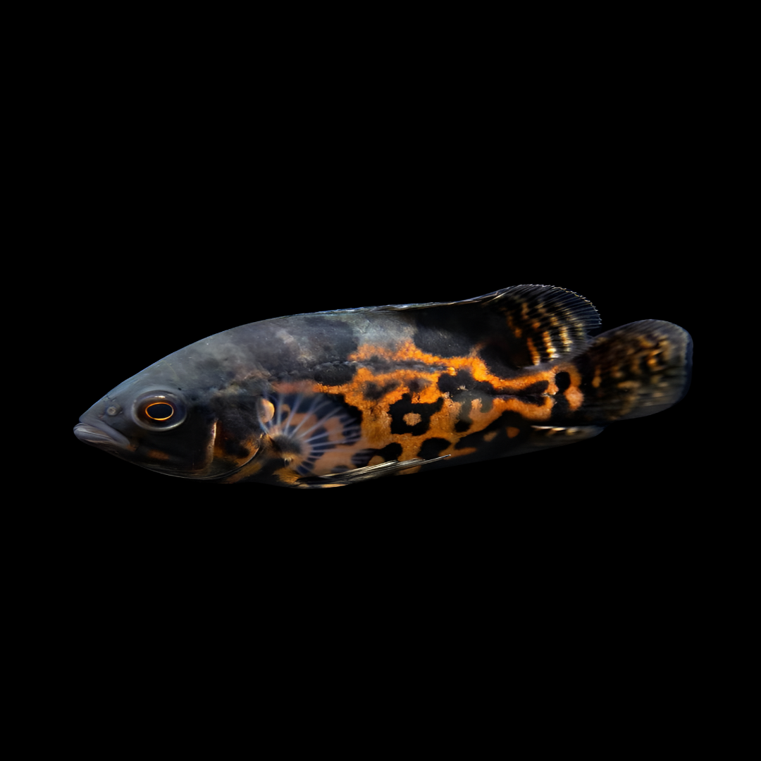 Live Fish Oscar Black Tiger (2-2.5 Inches) | Single