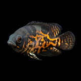 Live Fish Oscar Black Tiger (2-2.5 Inches) | Single