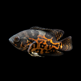 Live Fish Oscar Black Tiger (2-2.5 Inches) | Single