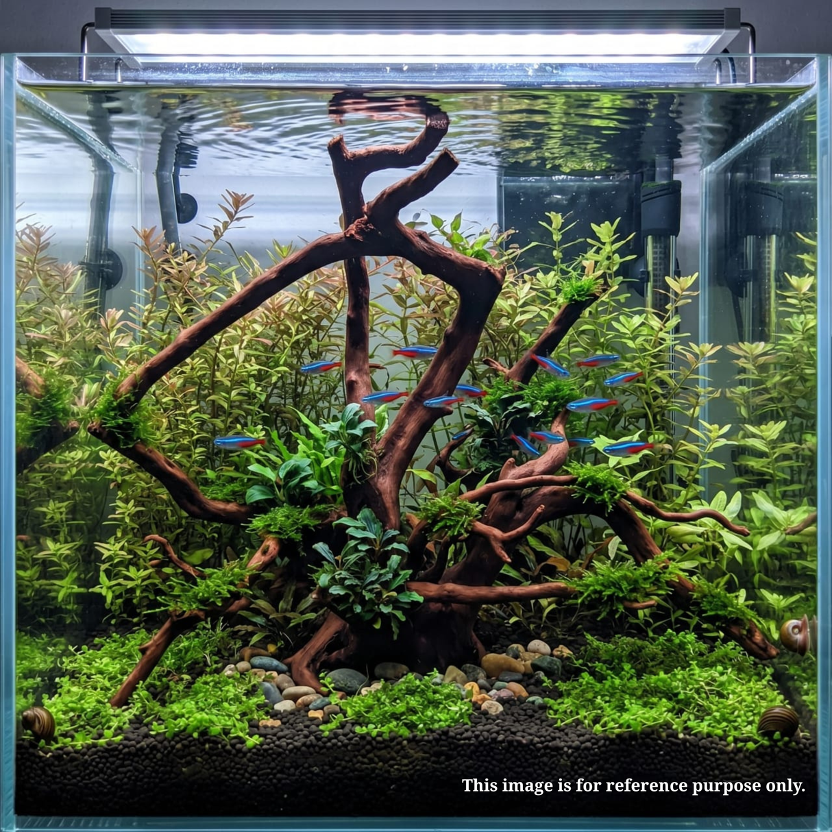 Premium Drift Wood PD-25 | L*W*H = 19*8*14 Inches