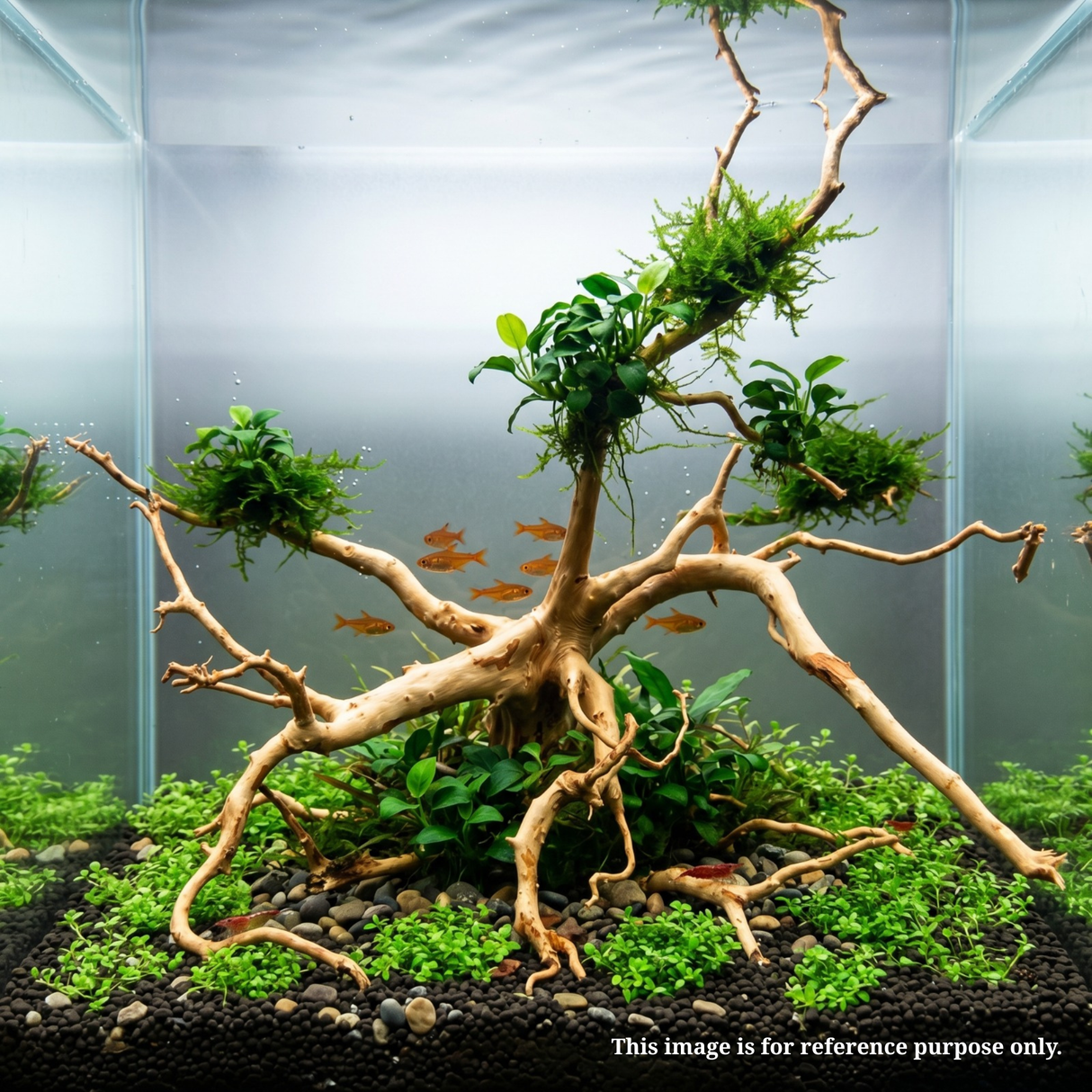 Premium Drift Wood PD-4 | L*W*H* = 27*17*10 Inches