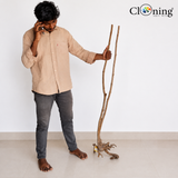 Stem Driftwood SD27 | L*W*H = 17*15*54Inches
