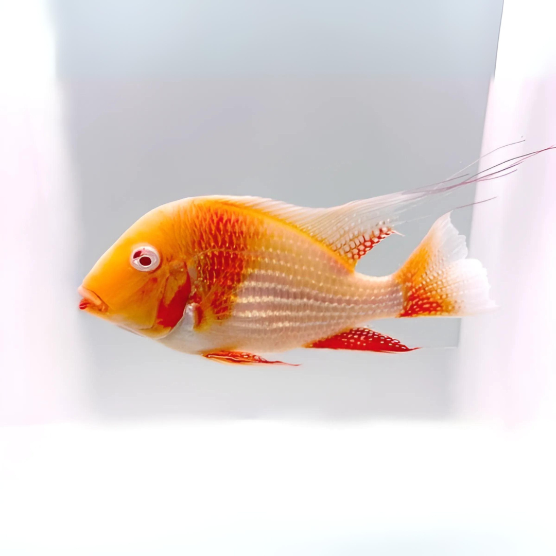 Live Fish Papaya Heckelii (9-10cm) | Single