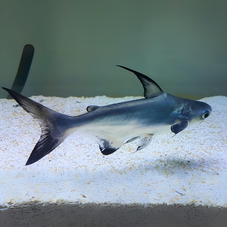 Live Fish Paroon Shark (5 Inches) | Single
