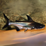 Paroon Shark (5 Inches) | Single