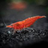 Shrimp Sakura Red | Single