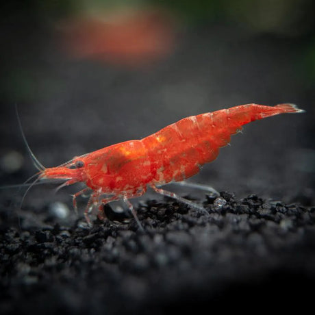 Live Fish Shrimp Sakura Red | Single