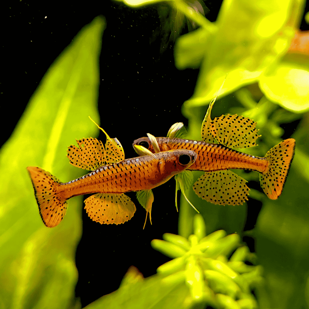 Rainbow Red Neon Spotted Blue Eyes | Pair