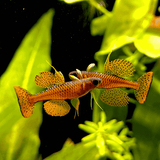 Rainbow Red Neon Spotted Blue Eyes | Pair