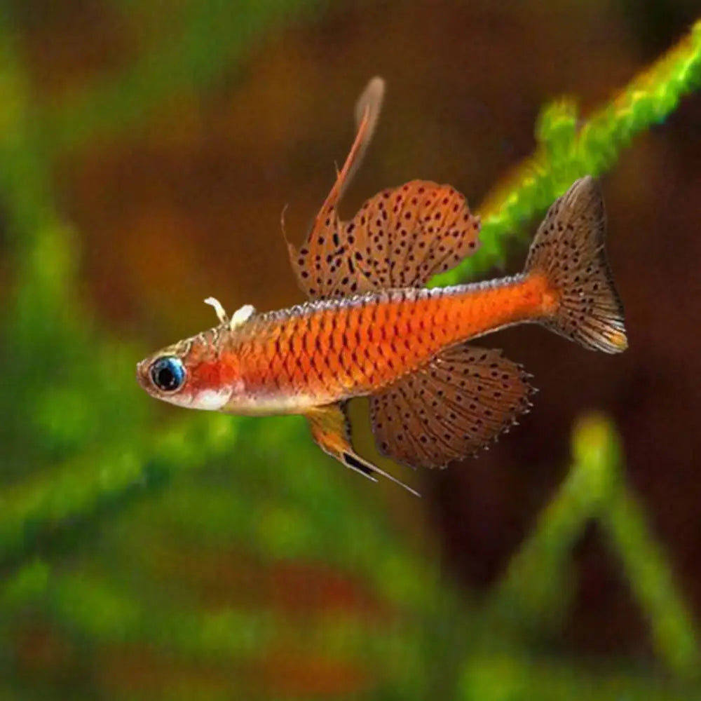 Rainbow Red Neon Spotted Blue Eyes | Pair